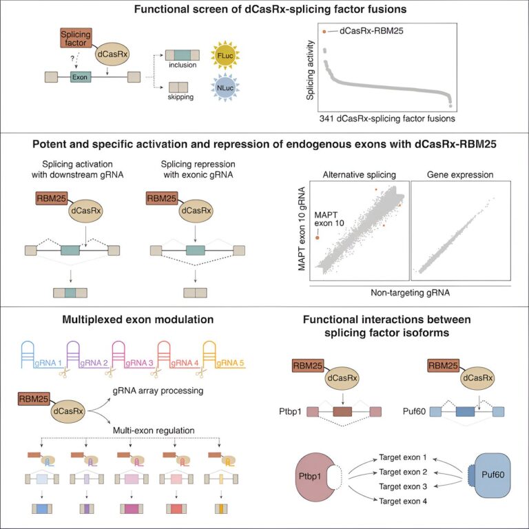 Researchers develop RNA-targeting technology for precisely manipulating parts of human genes