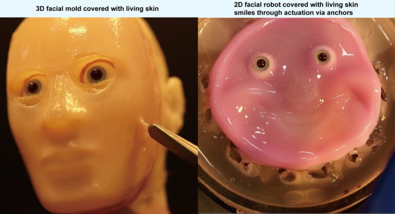 Japan scientists make smiling robot with ‘living’ skin