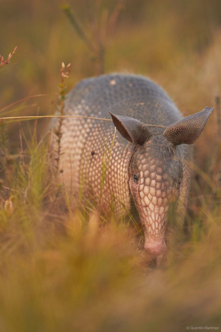 Armadillos are everywhere; Neanderthals still surprising anthropologists; kids are egalitarian