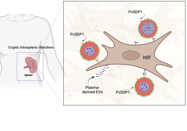 Scientists show the key role of spleen and extracellular vesicles in cryptic malaria infections