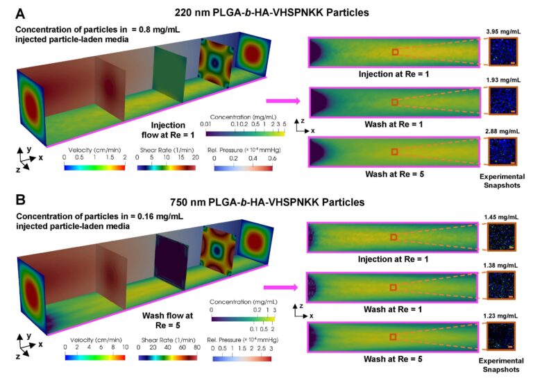 Simulating blood flow dynamics for improved nanoparticle drug delivery