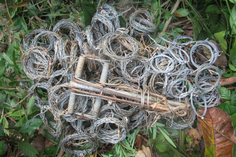 Wire snare removal in protected areas is labor-intensive but effective