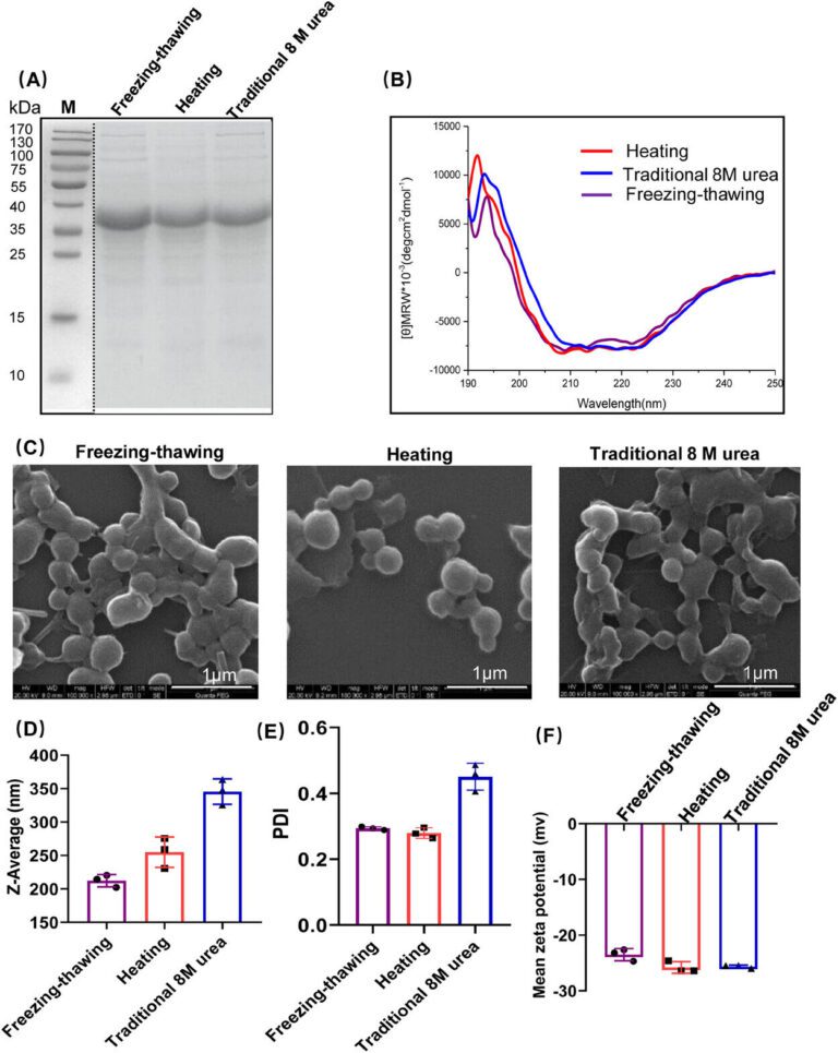 An efficient protein delivery system with spider minor ampullate silk protein nanoparticles