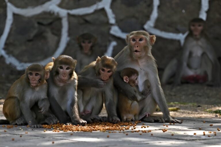 India heat wave hits wildlife as thirsty monkeys drown in well