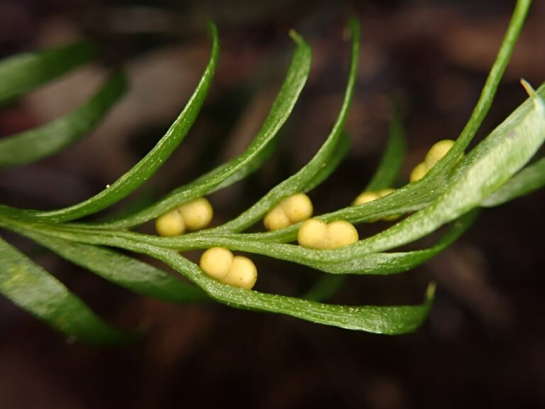 ‘Innocuous-looking’ fern wins world record for largest genome