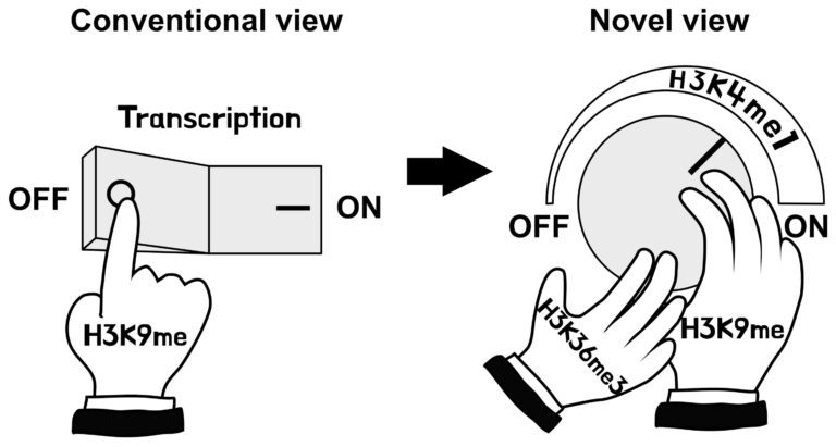 Study demonstrates that a process that turns off DNA transcription can, paradoxically, also turn it on