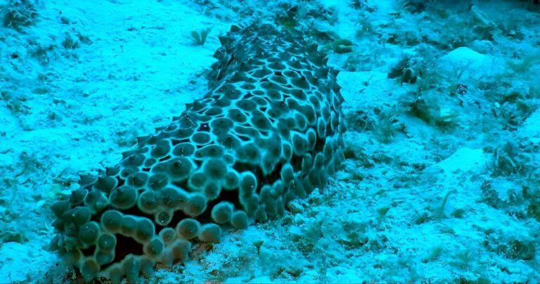 The world’s fourth mass coral bleaching is underway, but well-connected reefs may have a better chance to recover