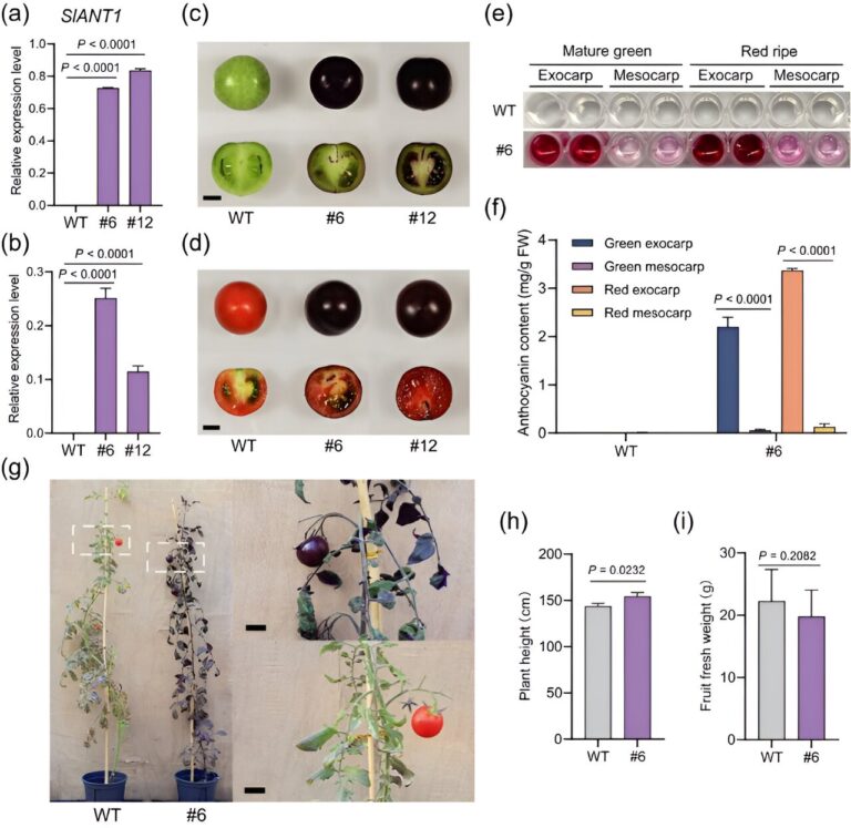 Researchers identify tomato exocarp-specific promoter for genetic enhancements