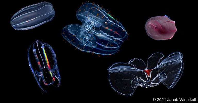 How comb jellies have adapted to life at the bottom of the ocean