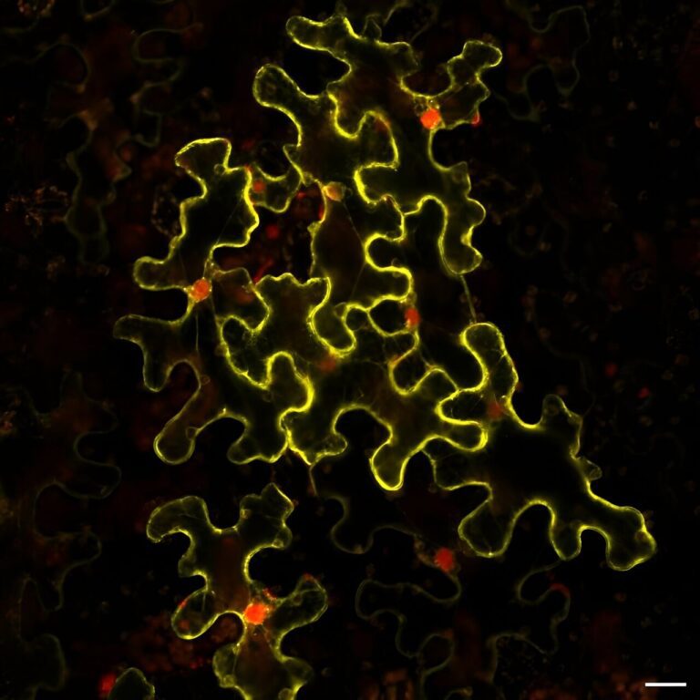 Unveiling the role of AGO’s post-translational modifications in plant gene regulation