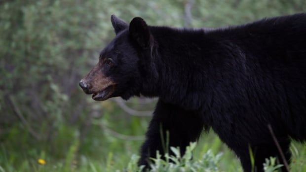 Practise bear safety, officials urge public after ‘extremely rare’ attack in northwestern Ontario