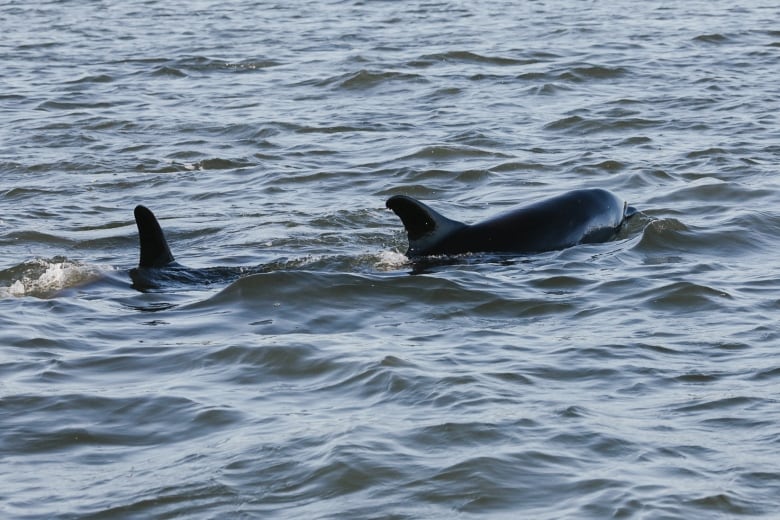 Two dolphins swim in shallow water.