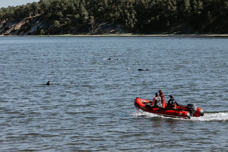 People on a boat go toward a group of dolphins.