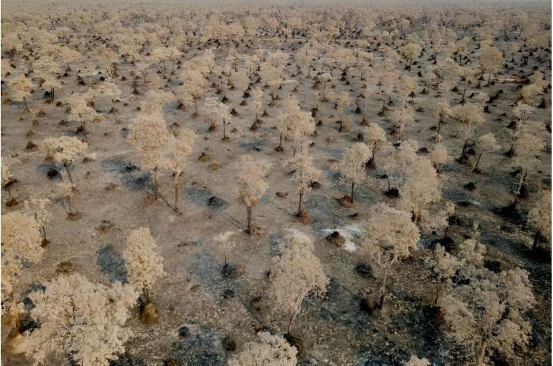 Aerial view of a fire-affected area in Brazil's Pantanal