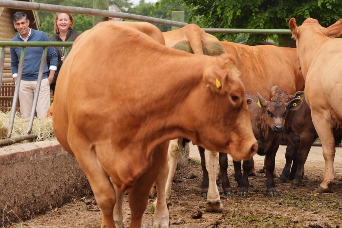 Rishi Sunak, with Tory candidate Victoria Prentis and farmer John Colegrave, admires cows at Wykham Park Farm in Banbury, Oxfordshire