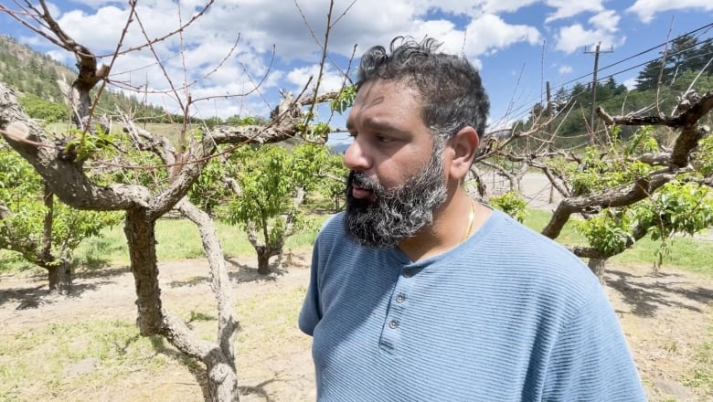A middle aged farmer stands next to peach trees that have batten branches from cold damage. 