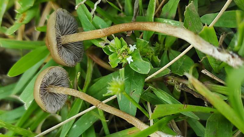 Two new species of Psilocybe mushrooms discovered in southern Africa