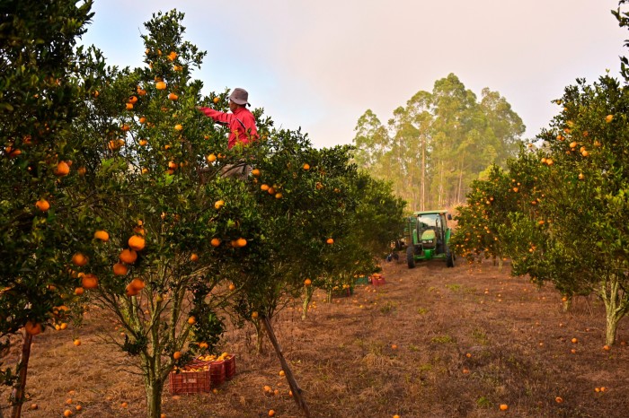 An employee of the citrus producing farm, Sitio Andrade, harvests tangerines on June 7, 2024 in Piedade dos Gerais, in the state of Minas Gerais, Brazil