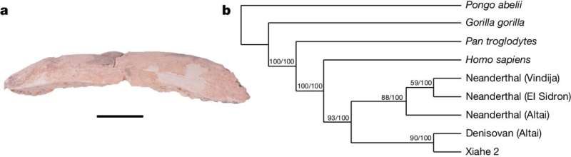 Bone remains indicate extinct humans survived on the Tibetan plateau for 160,000 years