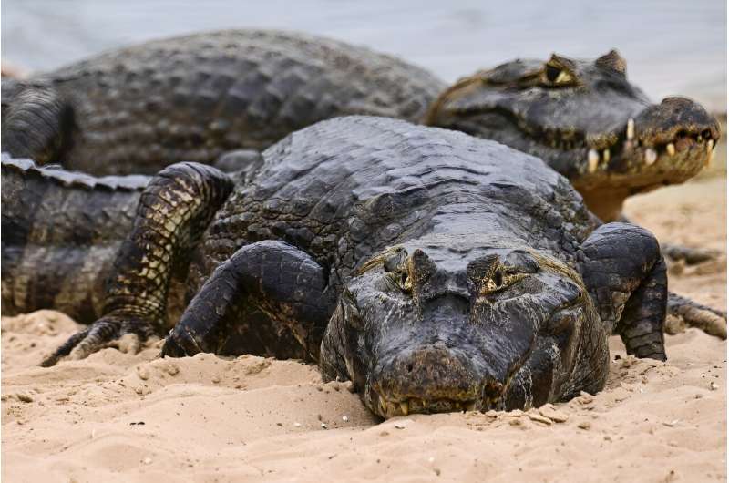 A Yacare caiman is seen near Corumba, Brazil, June 25, 2024