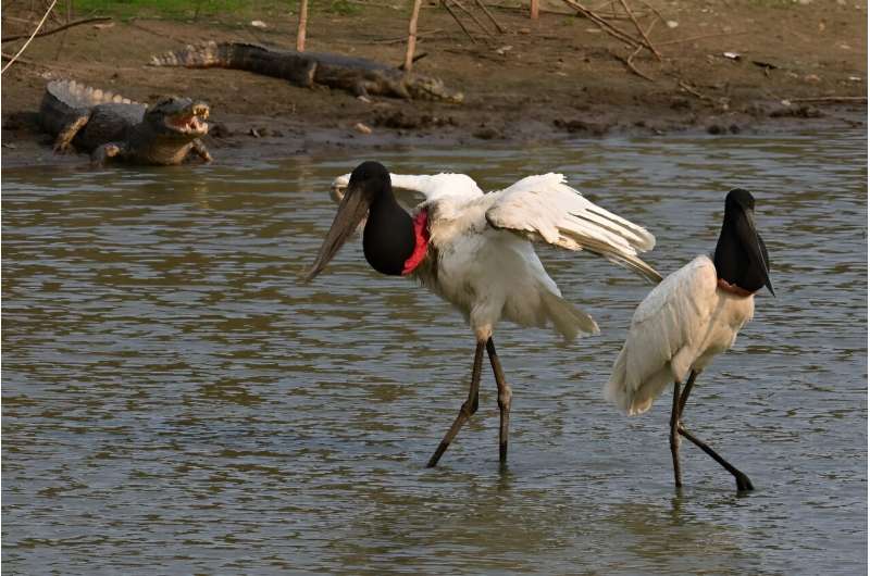 A pair of Jaribu storks near Corumba, in Brazil's Pantanal tropical wetlands, June 28, 2024.