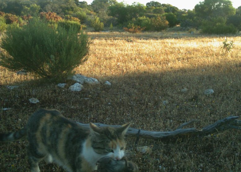 Feral Cat Scavenging on Rat