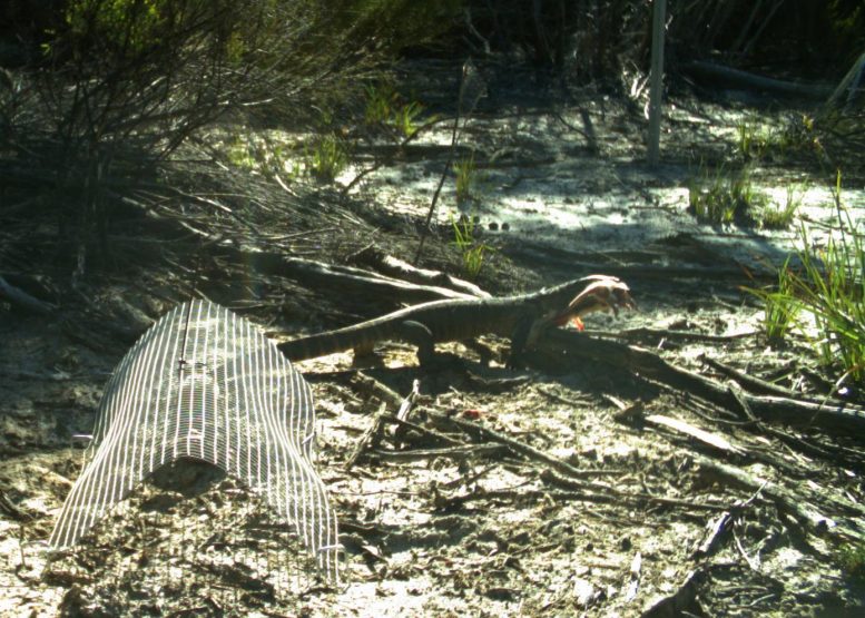 Heath Goanna Scavenging a Rat Carcass