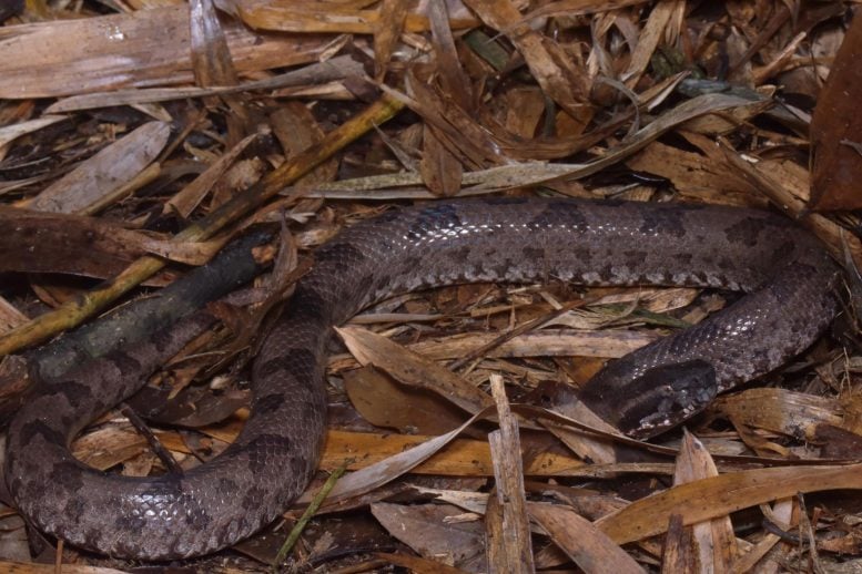 Ovophis jenkinsi in Leaves