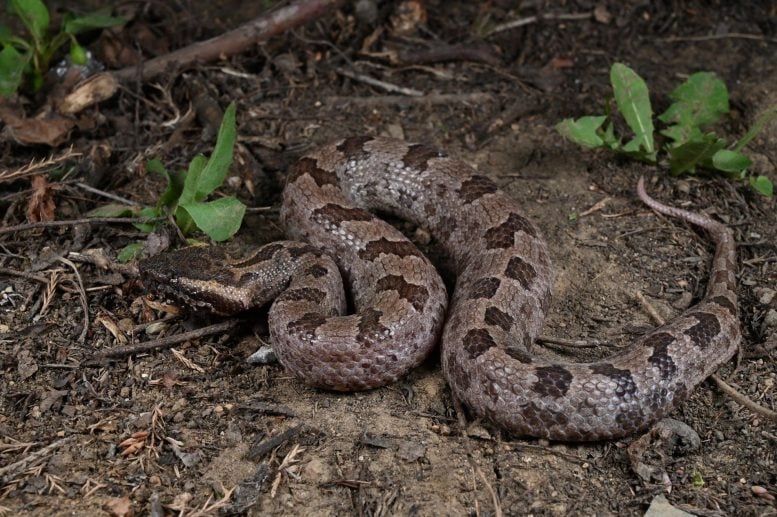 Ovophis jenkinsi Specimen