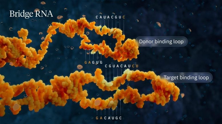 Bridge RNA Donor and Target Binding Loops