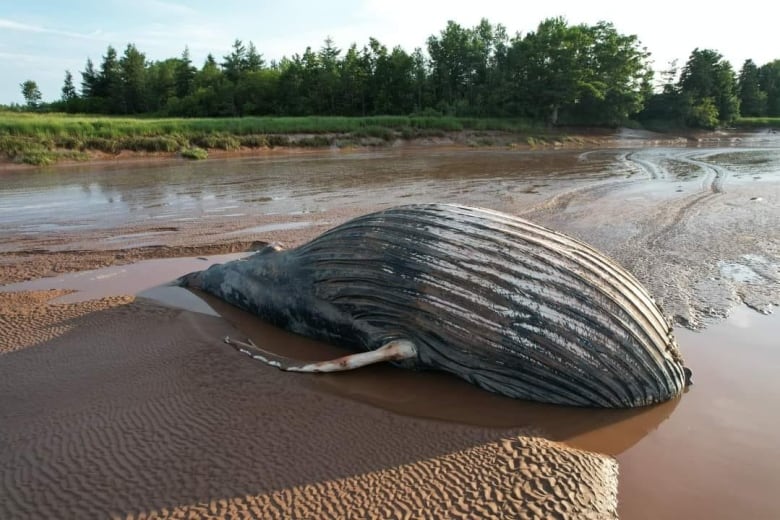 Dead whale on a muddy surface.