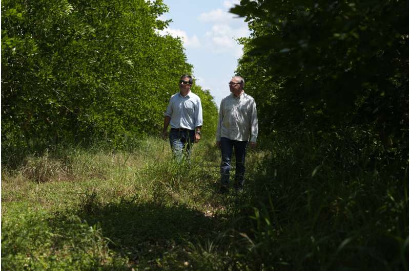 Pongamia trees grow where citrus once flourished, offering renewable energy and plant-based protein