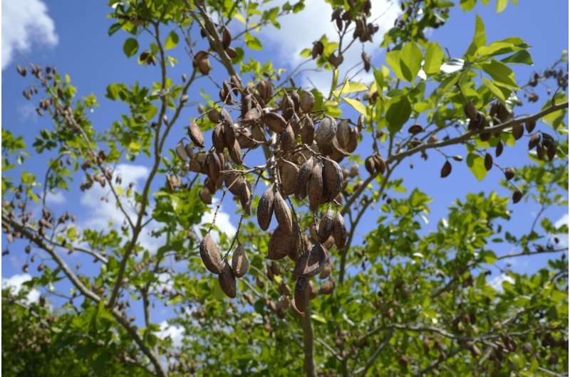 Pongamia trees grow where citrus once flourished, offering renewable energy and plant-based protein