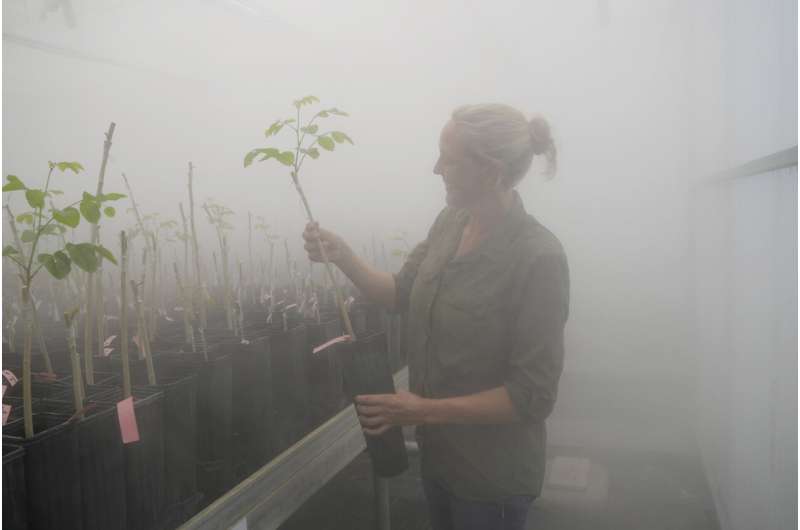 Pongamia trees grow where citrus once flourished, offering renewable energy and plant-based protein