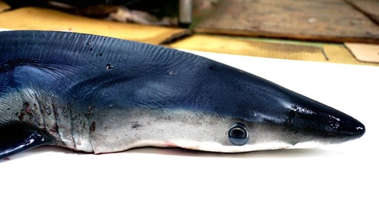 Blue Shark