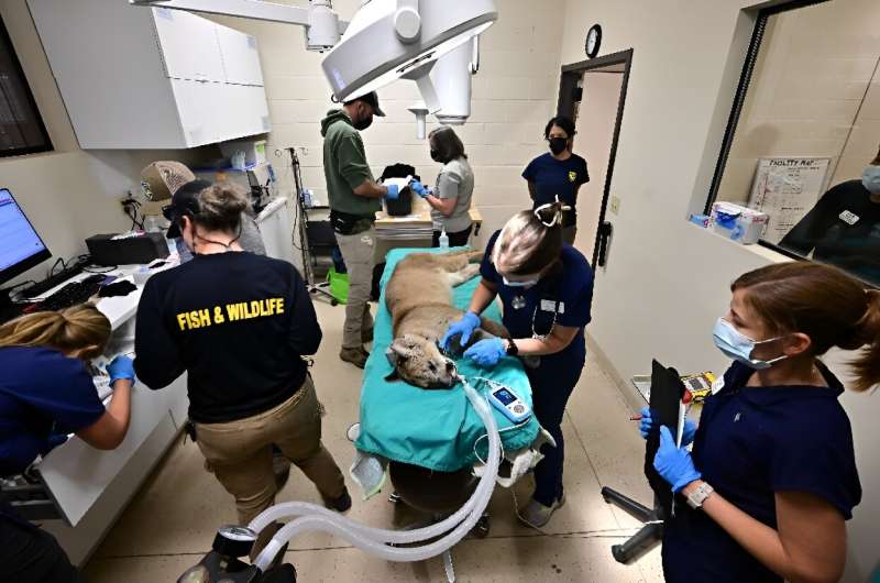 A mountain lion is tested for vitals at the San Diego Humane Society's Ramona Wildlife Center before his release back into the wild