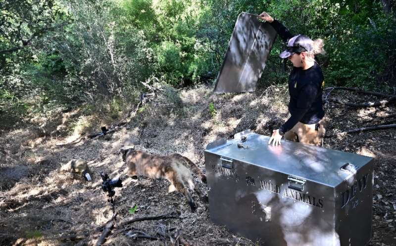 A mountain lion blends into his surroundings upon release back into the wild by an environmental scientist with the California Fish and Wildlife Department