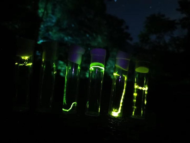 Firefly Specimens