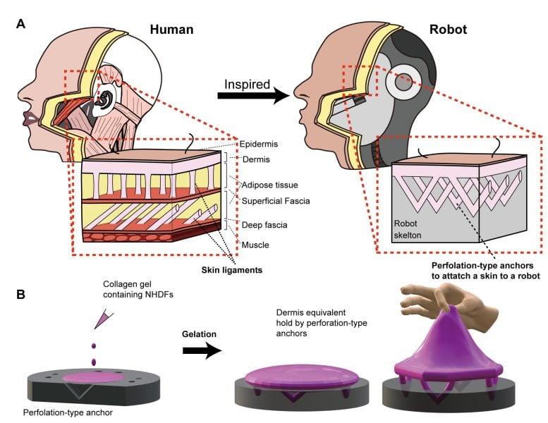 Human Inspired Engineered Skin Tissue Diagram