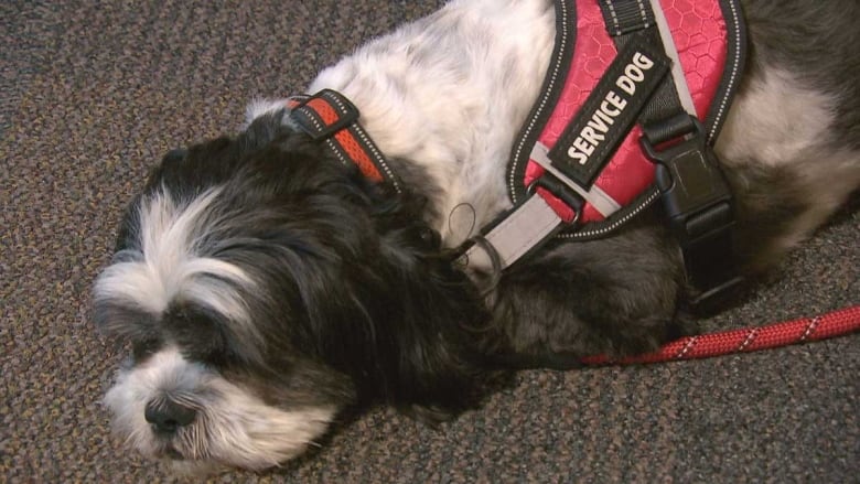 A resting black and white Shih Tzu, wearing a service dog harness.