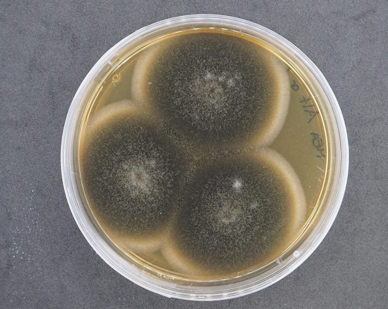 Alternaria Fungus Culture