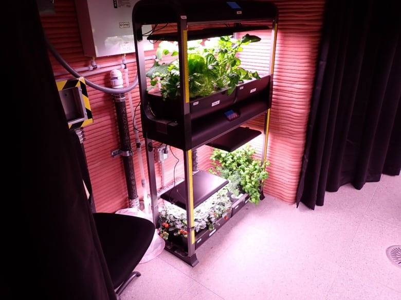 Plants grow on a shelf under a purple-hued lamp