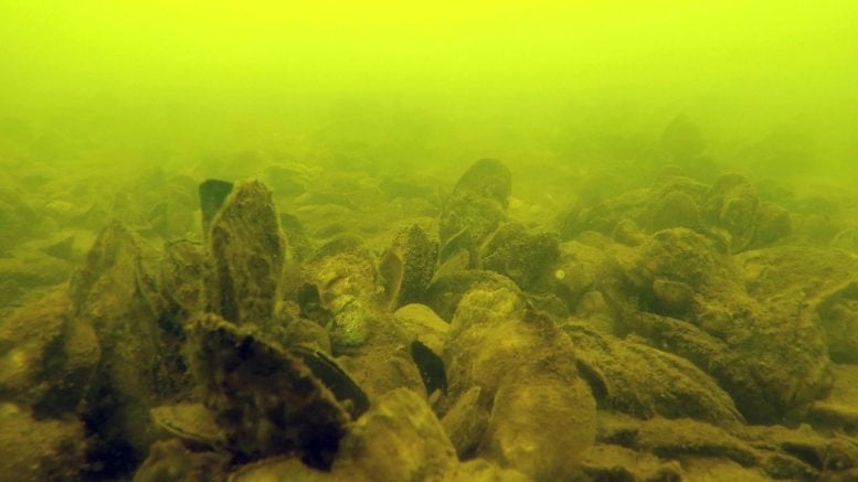 James River Oyster Sanctuary