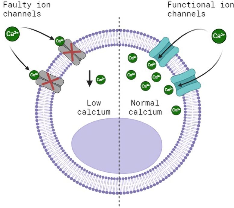 Cell With Faulty and Functional Ion Channels