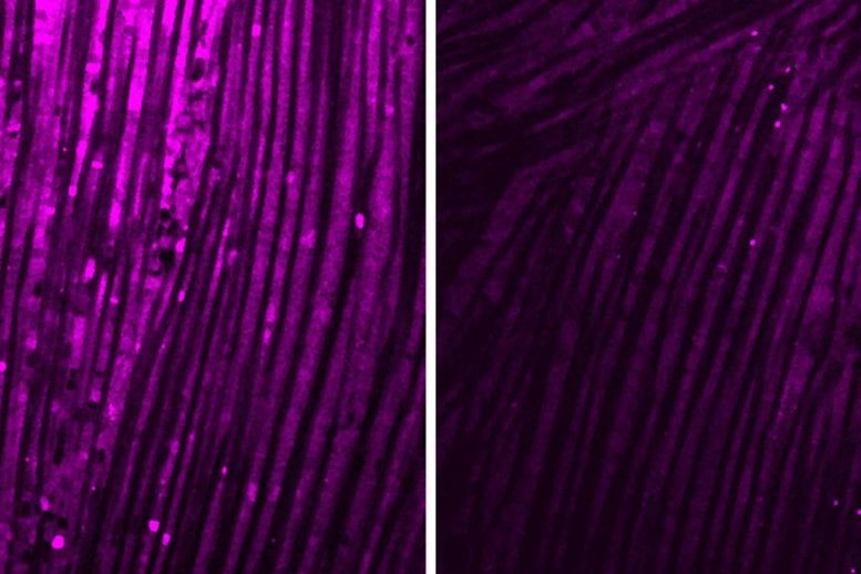 Fruit Fly Muscles