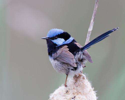 fairywren