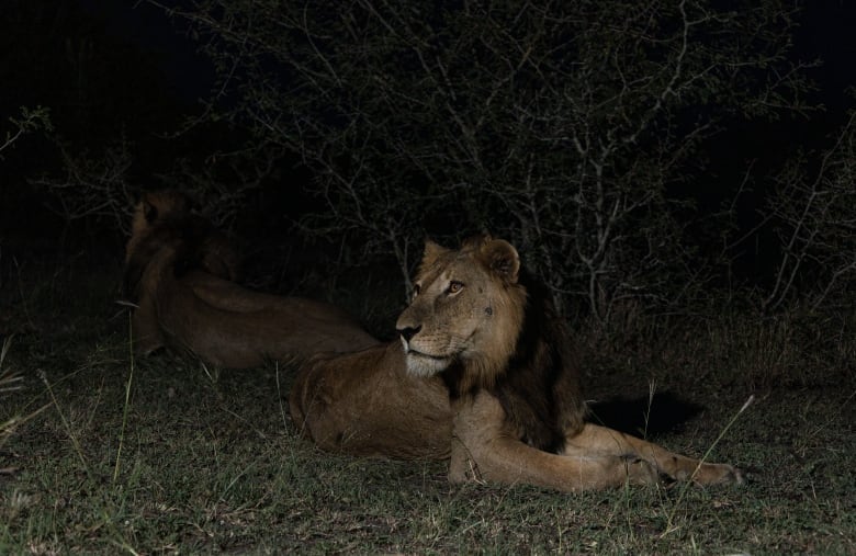 A lion lays in the dark, looking to its right. 