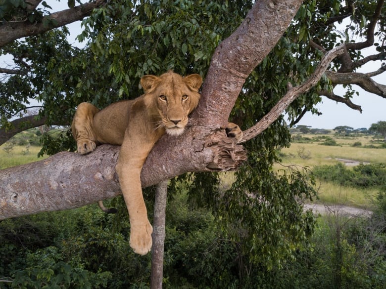 A lion sits on a branch in a tree. 