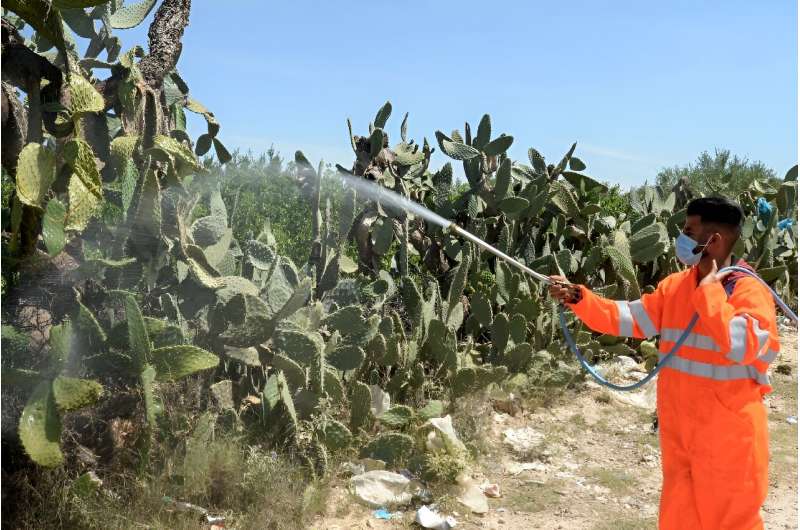 In 2016, the Moroccan government issued an 'emergency plan' to combat cochineal infestation, including by experimenting with various chemicals