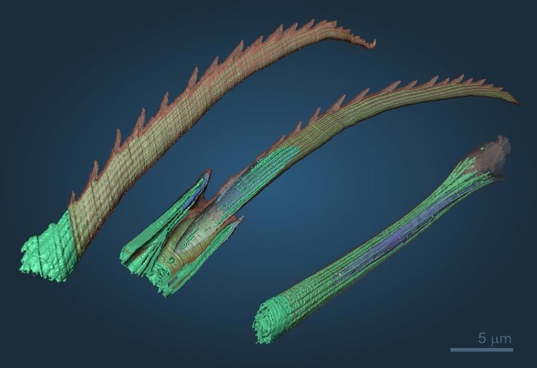 Bristles of the Marine Annelid Platynereis dumerilii